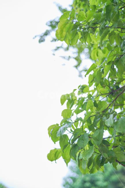나뭇잎,나무,초록,녹색,자연,식물,leaf,tree,green,nature,plant