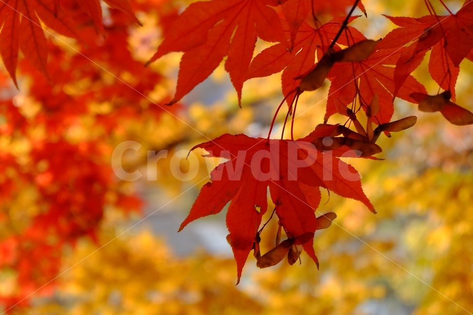 분당,중앙공원,단풍,가을,빨강,공원,식물,자연,plants,nature,가을,계절,fall,autumn,season,plant,leaf,잎,tree,나무,maple