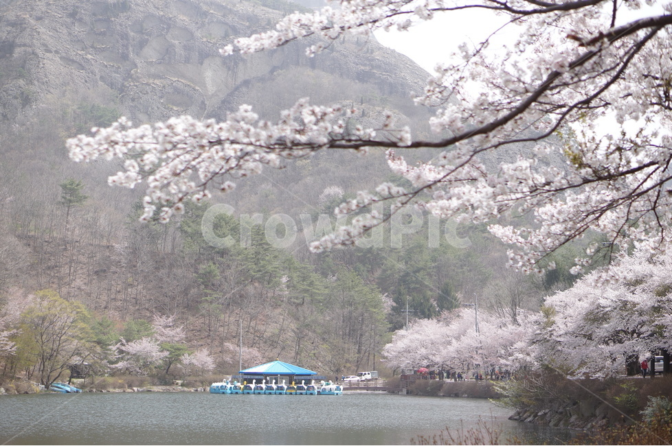 벚꽃,마이산,호수,봄,흐림,풍경,산,봄,계절,spring,season,자연,풍경,nature,landscape,한국자연풍경,한국자연경관,korea nature landscape,식물,plants,꽃,flower,plant,blossom,cherry blossom