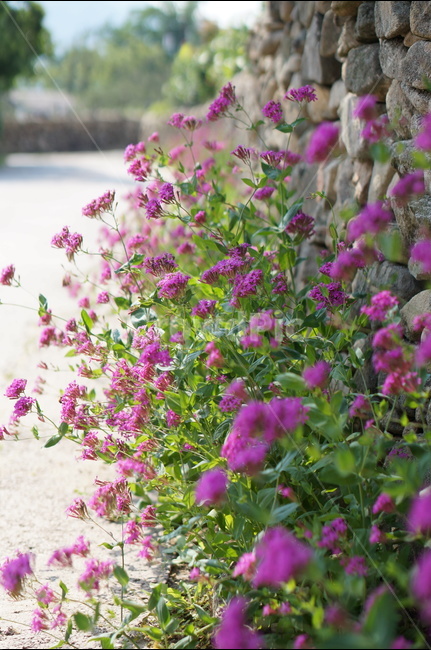 꽃,외암민속마을,풍경,핑크,맑음,돌담,식물,자연,plants,nature,꽃,flower