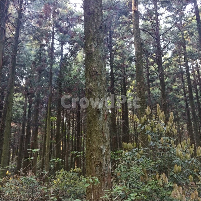 tree,나무,plant,식물,숲,자연,풍경,nature,landscape