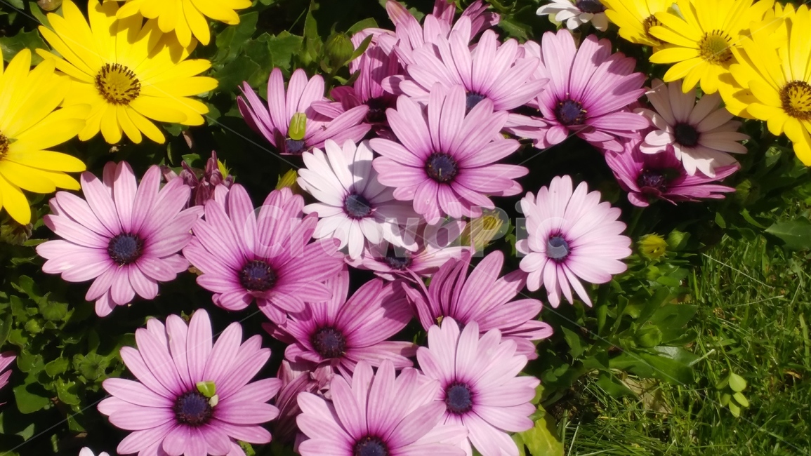 plant,식물,꽃,flower,daisy,데이지,daisies,들꽃,식물,자연,plants,nature,꽃,flower