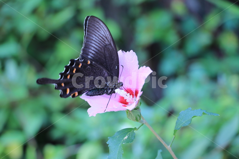 나비,무궁화,꽃,butterfly,flower,butterflyflower,식물,자연,plants,nature,꽃,flower,동물,animal,곤충,벌레,insect,bug