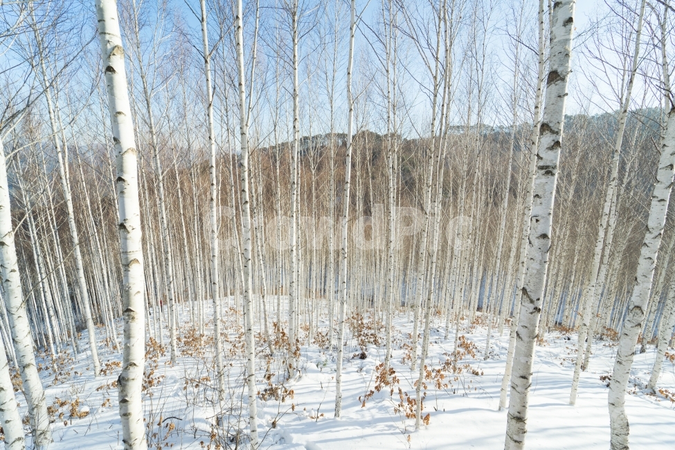 자작나무,설원,설경,눈,설산,숲,나무,자연,풍경,인제,원대리,숲속,산,등산,겨울,계절,winter,season,자연,풍경,nature,landscape,식물,plants,나무,trees,wood,plant,tree,birch,자작 나무