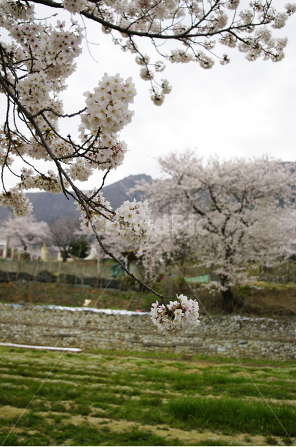 벚꽃,나무,꽃,봄,식물,flower,plant,봄,계절,spring,season,식물,자연,plants,nature,꽃,flower,blossom,cherry blossom