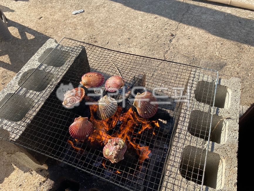 가리비,조개구이,마당화로,숯불,조개,음식