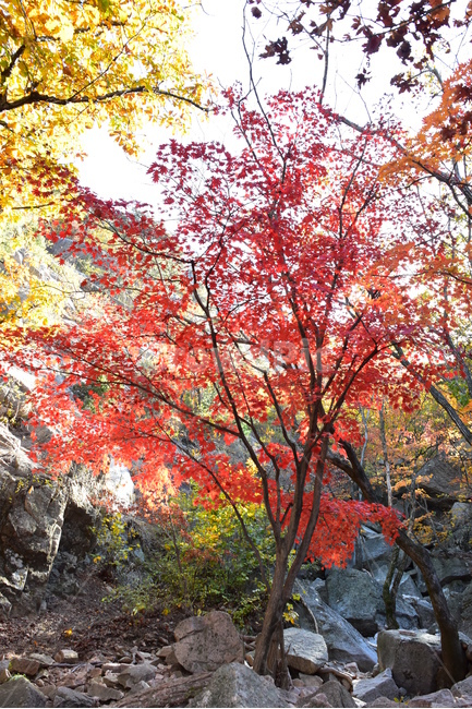 가을,단풍,울긋불긋,알록달록,형형색색,풍경,계절,시즌,아름다운,오색,가을색,가을,계절,fall,autumn,season,plant,식물,leaf,잎,tree,나무,maple