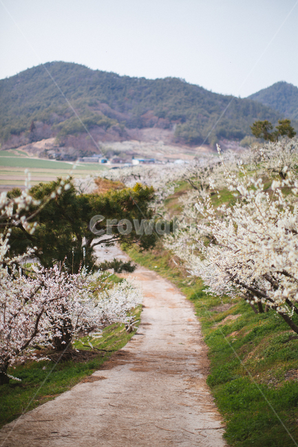 봄,매화,꽃,농장,자연,풍경,나무,봄,계절,spring,season,자연,풍경,nature,landscape,plant,식물,blossom,cherry blossom,벚꽃,flower