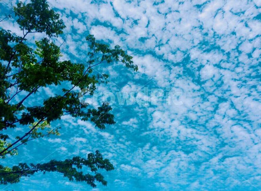 하늘,azuresky,outdoors,푸른하늘,식물,나무,nature,자연