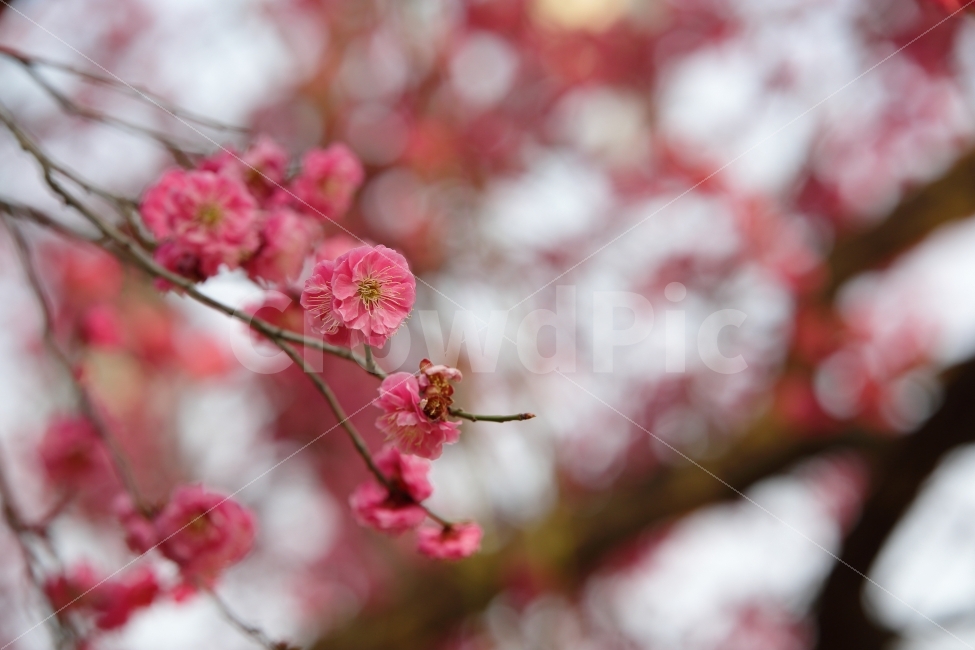 홍매화,꽃,매화,봄,꽃나무,보케,느낌,감성,배경,ppt,식물,자연,plants,nature,봄,계절,spring,season,꽃,flower,plant,blossom