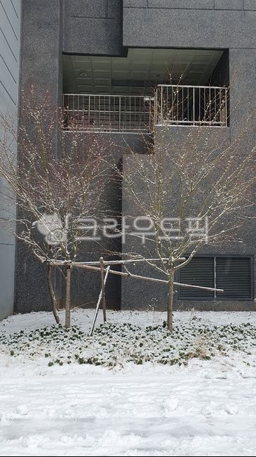 A bare tree,winter,snowy day