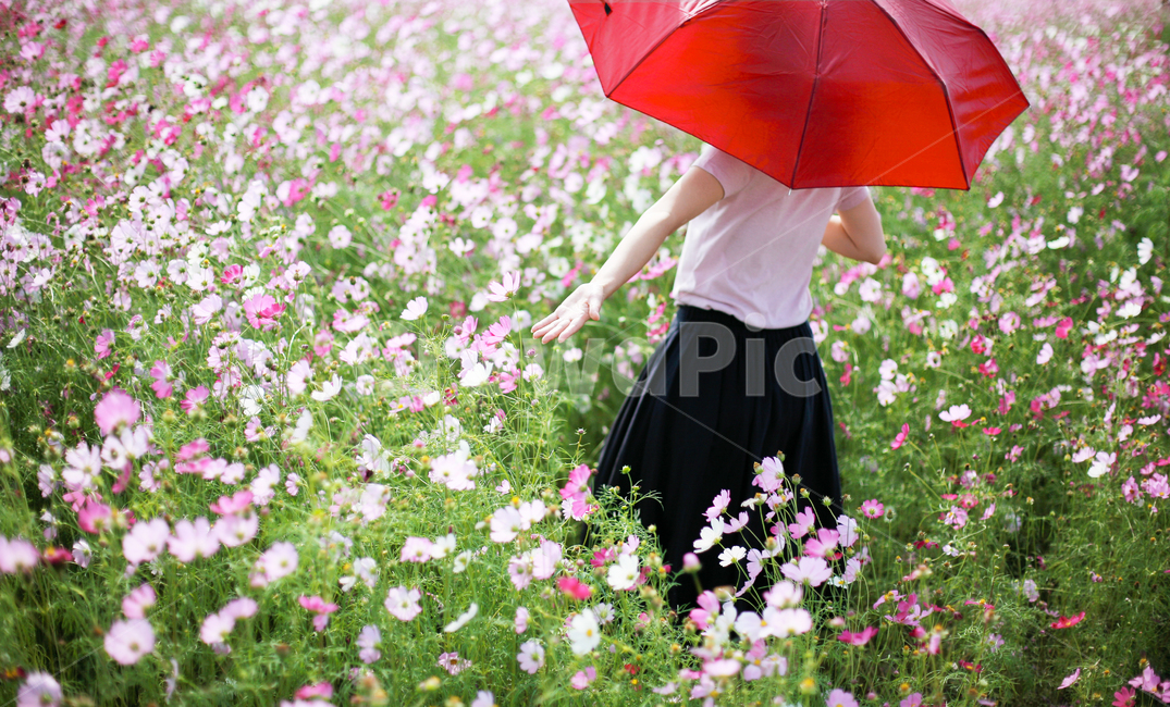 코스모스,여자,꽃놀이,가을,손,식물,자연,plants,nature,꽃,flower,사람,인물,인간,human,person,여성,여자,woman,female,lady