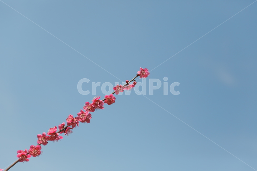 매화,꽃,홍매화,청매화,매실꽃,매화나무,봄,봄,계절,spring,season,식물,자연,plants,nature,꽃,flower