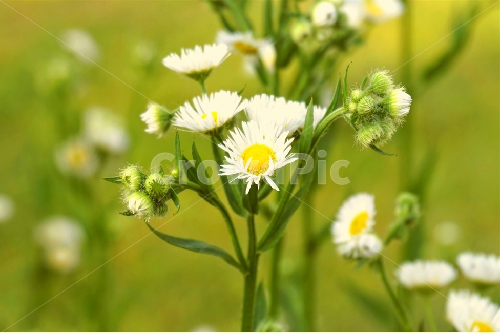 들꽃,꽃,산책,산책로,자연,wildflowers,flower,nature,trail,식물,자연,plants,nature,꽃,flower
