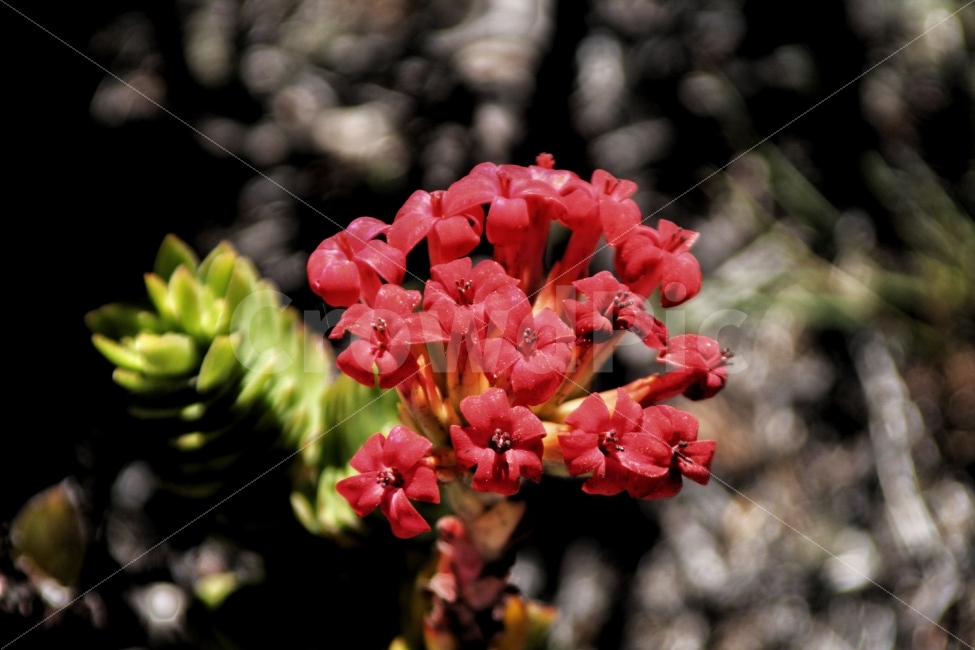 꽃,빨강,식물,돌,여행,따뜻함,색감,식물,자연,plants,nature,꽃,flower