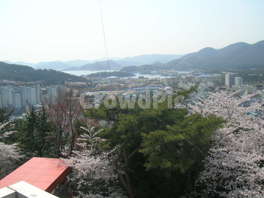벚꽃,진해군항제,식물,나무,봄,봄,계절,spring,season,자연,풍경,nature,landscape,outdoors,옥외,경치,plant,slope,경사