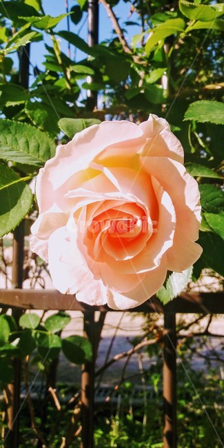 장미,꽃,핑크,식물,rose