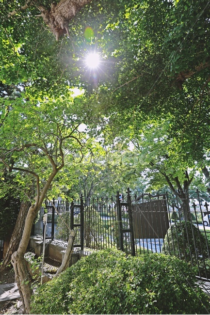 정원,나무,햇빛,sunlight,green,tree,nature,garden,자연,풍경,nature,landscape,휴식,힐링,rest,relaxation,healing,outdoors,옥외,arbour,정자