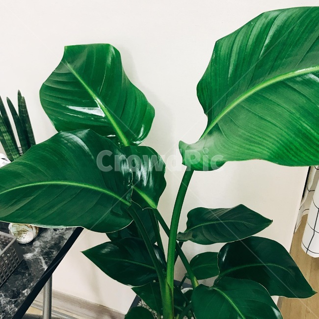 식물,극락조,화분,잎,나무,싱그러움,식물,자연,plants,nature