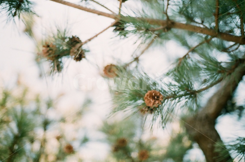 나무,솔방울,소나무,자연,풀,숲,초록색,열매,하늘,구름,파란,식물,자연,plants,nature
