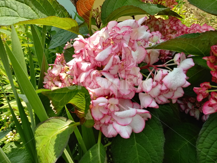 수국,자양화,간판수국,아탑수구,나무,꽃,마른꽃,식물