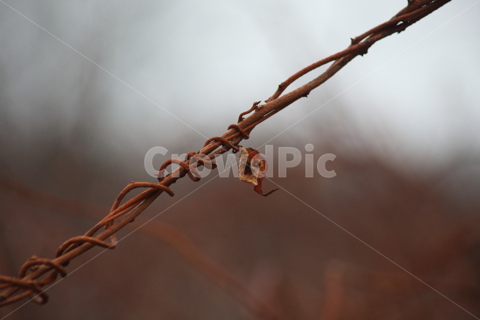 덩굴식물,가을,climbingplant,미역줄나무,tripterigium,가을,계절,fall,autumn,season