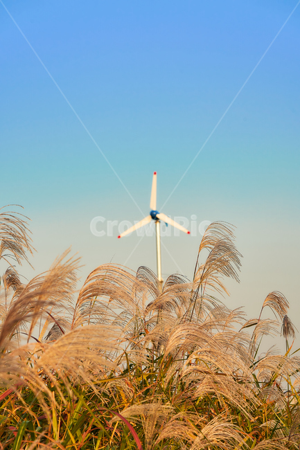 억새,하늘공원,하늘,여름,식물,자연,갈대,식물,자연,plants,nature,산업,industry,industrial,에너지산업,energy industry,plant,grass,잔디,engine,엔진,motor,모터,machine,기계