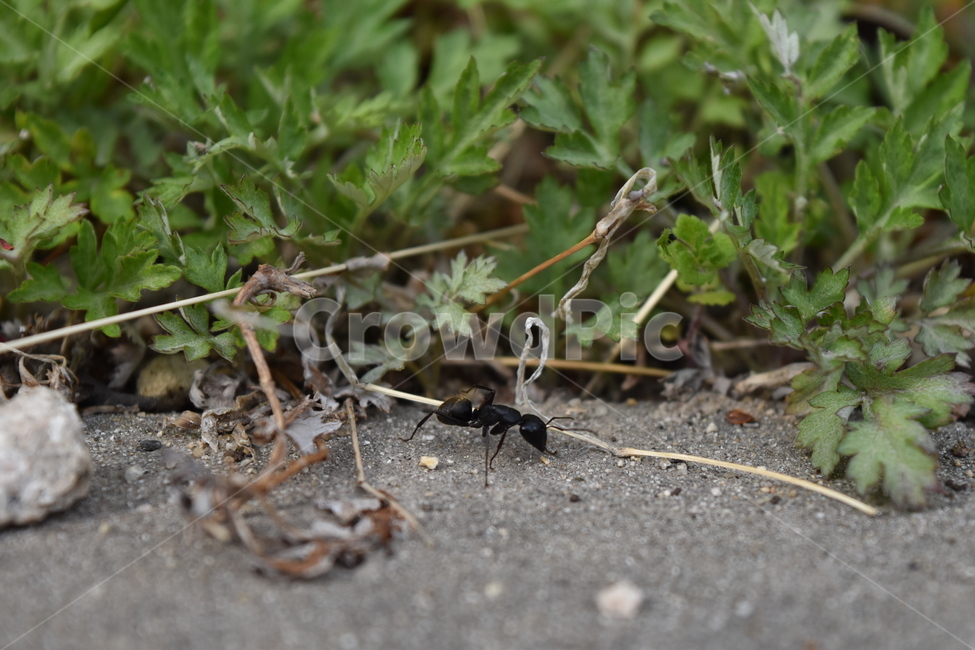 개미,풀,초록,곤충,insect,ant,grass,green,spring,동물,animal,곤충,벌레,insect,bug