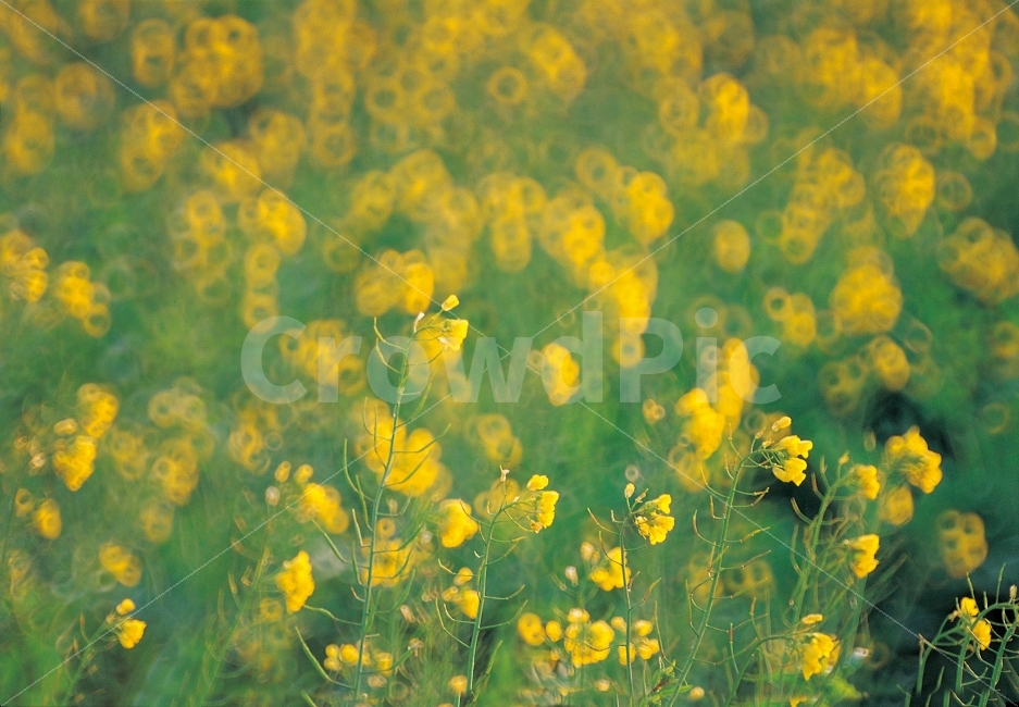 꽃,배경,이미지,몽환적,노란색,배경흐림,background,backdrop,outoffocus,자연,반사망원,빛망울,예쁜,밝은,생기가있는,image,식물,자연,plants,nature,꽃,flower,감성,sensible,feeling
