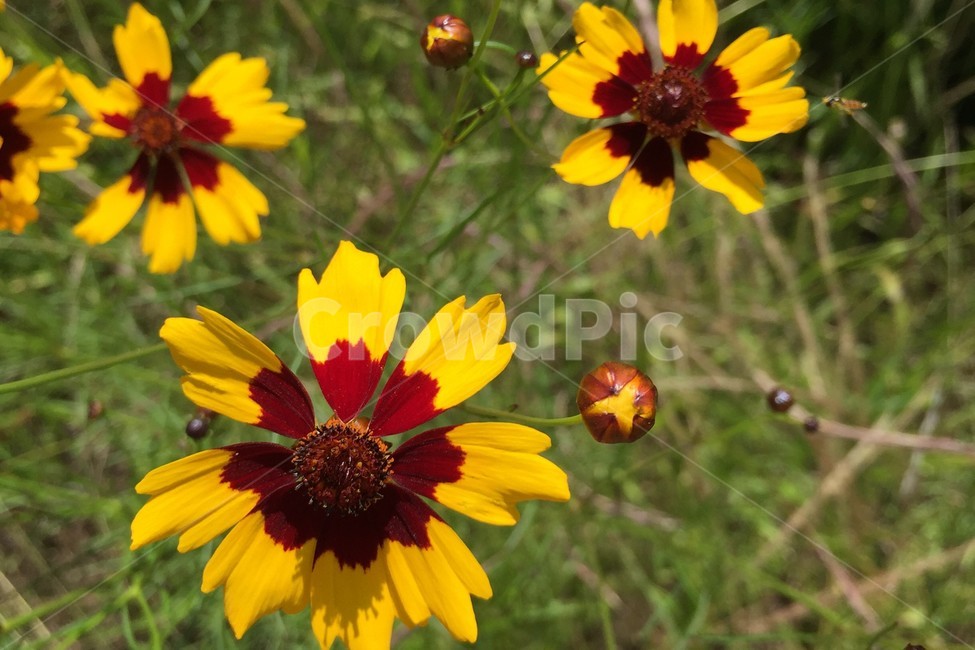 꽃,노란꽃,flower,벌,bee,꿀벌