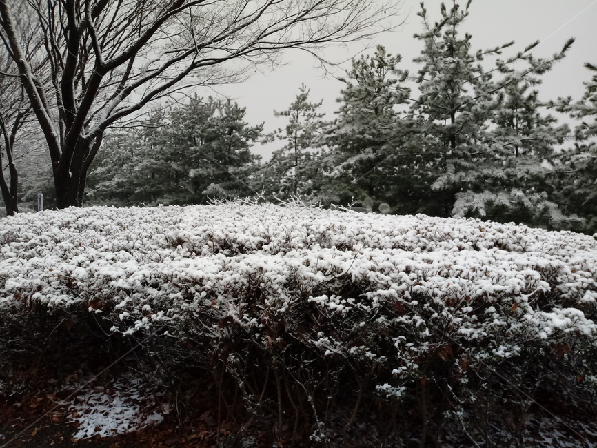 설경,하얀눈,겨울,나무,식물,눈,공원,숲,nature,plant,tree,겨울,계절,winter,season