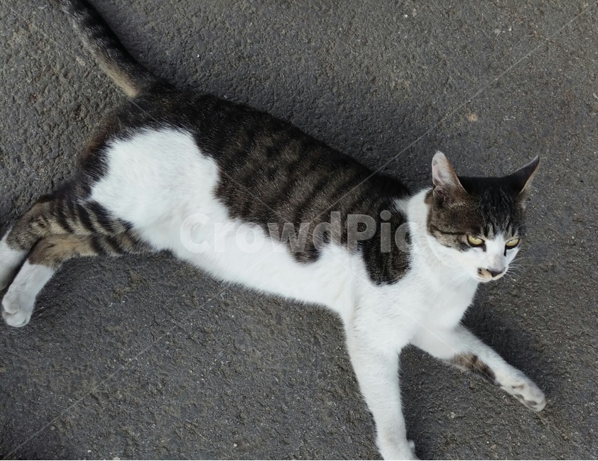 고양이,길고양이,동물,cat,pet,animal,동물,animal,포유류,mammal,고양이,cat,kitten,kitty