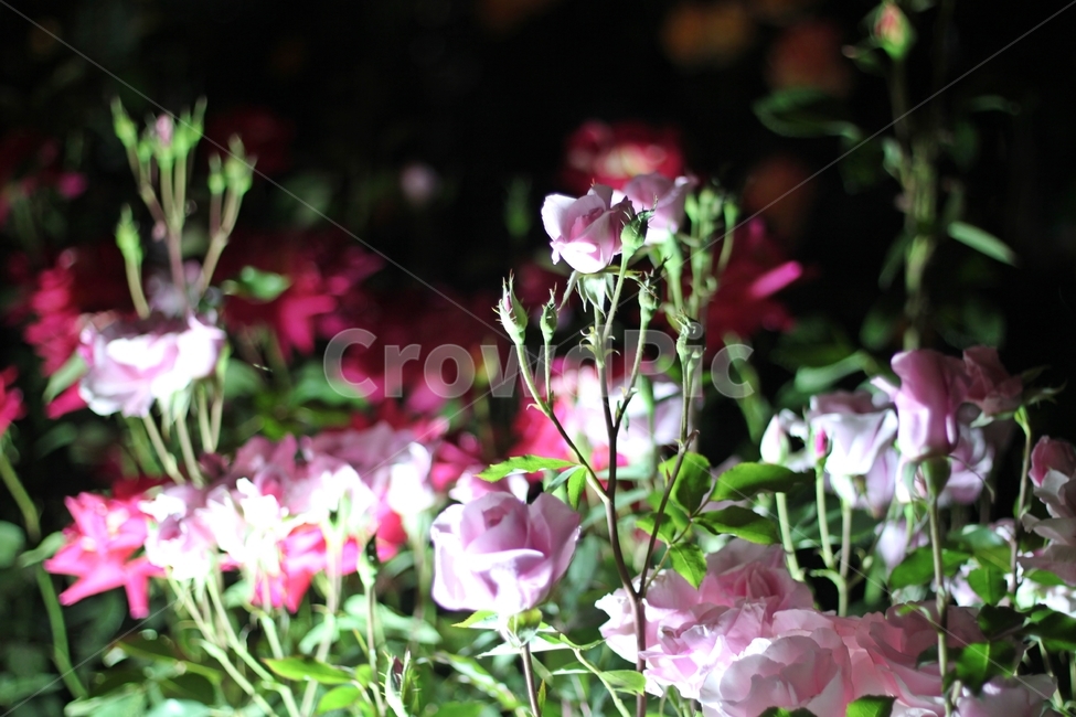 꽃,장미,봄,rose,flower,아름다움장미,핑크장미,연분홍장미,보라빛장미,정원,꽃밭,자연,식물,초록잎,아름다운꽃,빛과그림자,로맨틱한분위기,몽환적인장미,꽃사진,밤의장미,야경속꽃,꽃망울,개화,여름꽃,봄꽃,신비로운꽃,장미정원,로즈가든,생기넘치는꽃,부드러운색감,감각적인꽃사진,밤의정원,우아한꽃,자연속꽃,향기로운꽃,빛나는꽃,따뜻한분위기,화사한느낌,보케효과,황홀한색감