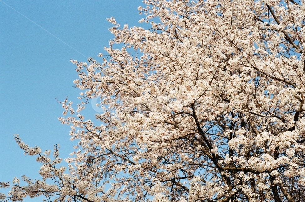 벚꽃,봄,하늘,꽃,공원,식물,자연,plants,nature,꽃,flower,나무,trees,wood