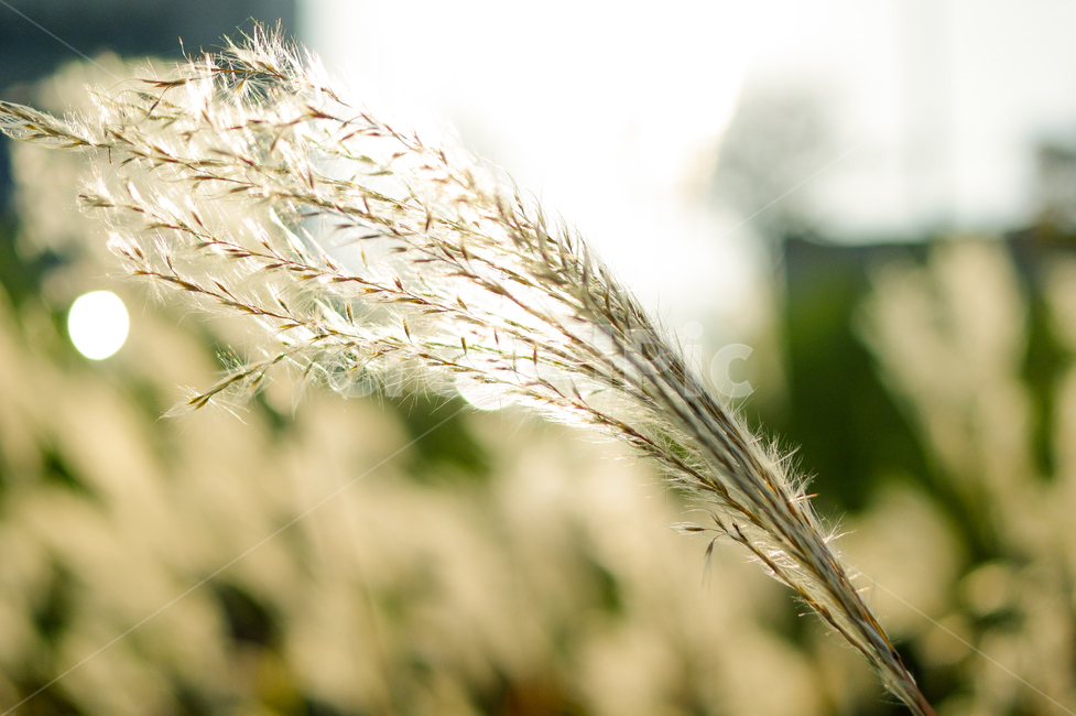 억새,가을,따뜻한,억새풀,가을느낌,오후,햇살,오후햇살,식물,plant,grass,야외,가을,계절,fall,autumn,season,식물,자연,plants,nature,잔디,lawn