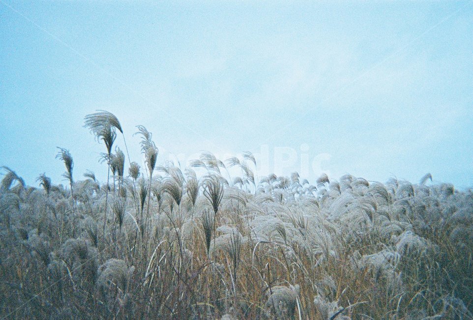 감성,필름,가을,fall,autumn,하늘,sky,갈대,가을하늘,자연,풍경,nature,landscape,grass,잔디,plant,식물,lawn,reed