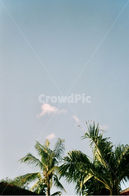 정원,하늘,나무,자연,sky,구름,cloud,leaf,잎,garden,tree,nature