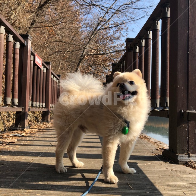 강아지,개,dog,포메,산책,강아지산책,신남,산책줄,play