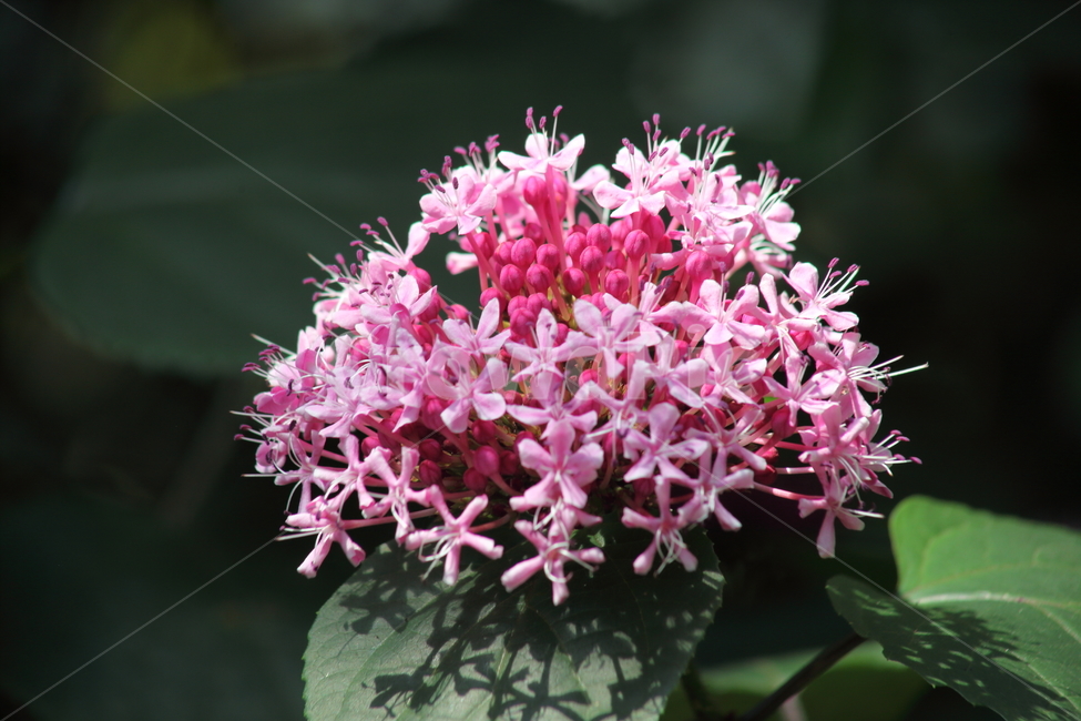 꽃누리장나무,roseglorybower,mexicanhydrangea,clerodendrumbungeisteud,자수정