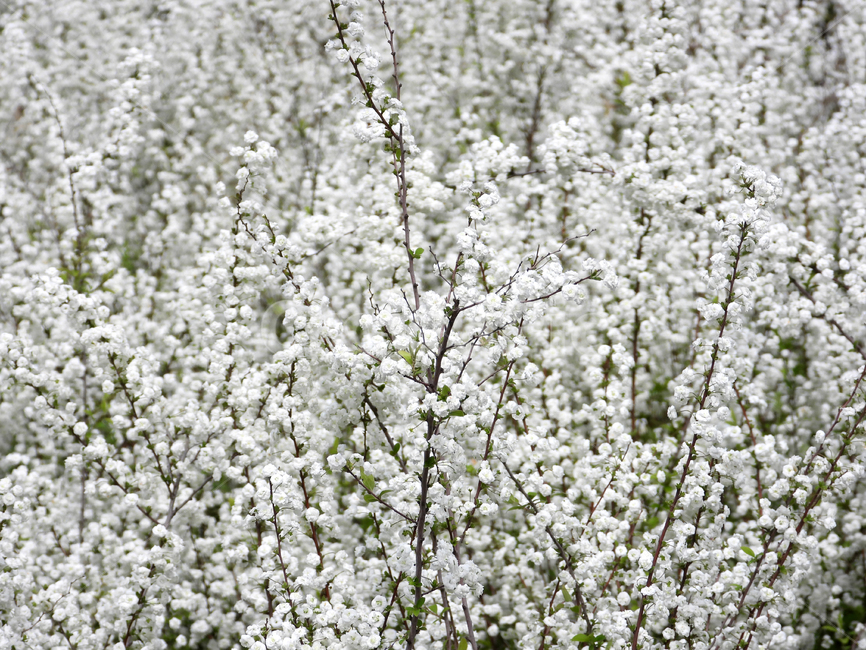 꽃,나무,자연,백색,flower,식물,조팝나무