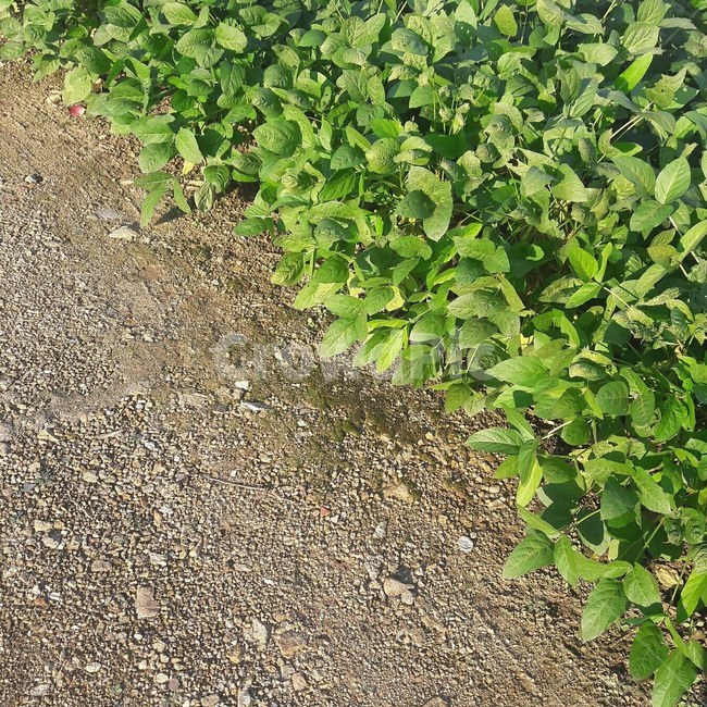 풀,흙,초록,절반,식물,식물,자연,plants,nature