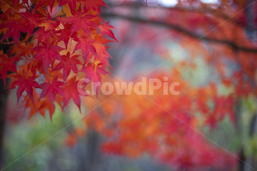 가을,단풍,단풍잎,단풍나무,나무,가을,계절,fall,autumn,season,leaf,잎,plant,식물,tree