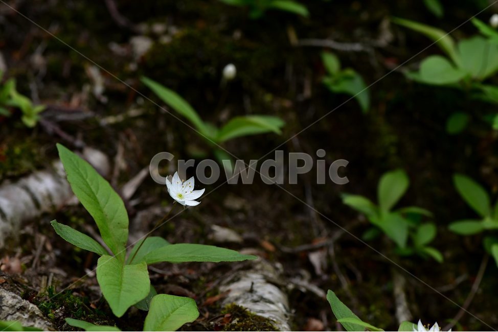 참기생꽃,야생화,식물,자연,생태,꽃,힐링,플라워,wildflower,flower,plants,nature,season,감성,느낌,emotion,feeling,앵초목,앵초과,기생꽃속,여러해살이풀,희귀식물,식물,자연,plants,nature,꽃,flower