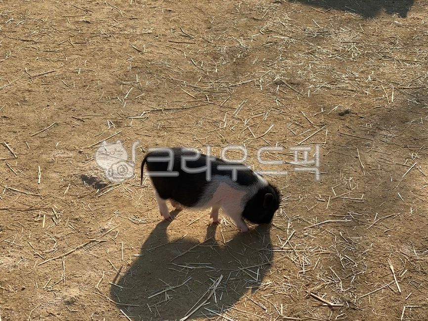 Pig side view,Gulp Pig,baby pig,cute pig,pig