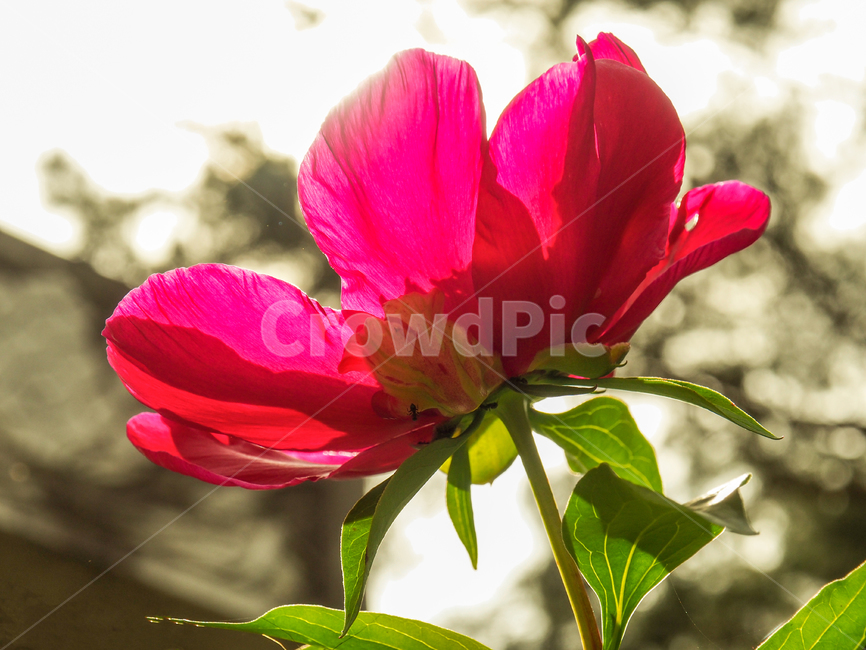 빨간색,노란색,꽃,접사,역광,신비로움,로우앵글,식물,자연,plants,nature,꽃,flower