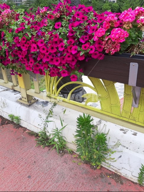 꽃,자연,다리,식물,flower