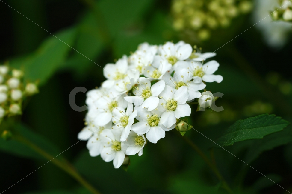 공조팝나무,꽃,플라워,식물,자연,초여름,nature,flower,식물,자연,plants,nature,꽃,flower
