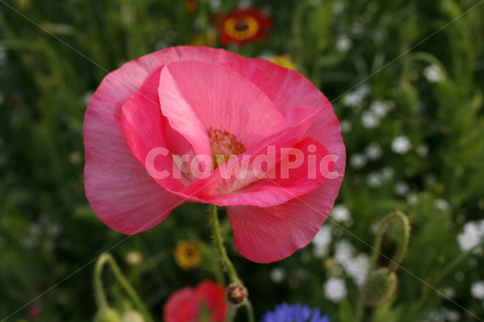 양귀비,개양귀비,식물,flower,plants,nature,꽃,꽃봉오리,꽃밭,식물,자연,plants,nature,꽃,flower