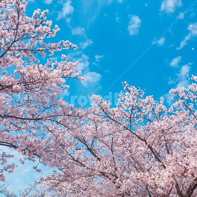 봄,벚꽃,꽃,풍경,계절,springseason,식물,자연,plants,nature,flower,나무,treeswood,공원,하늘,구름