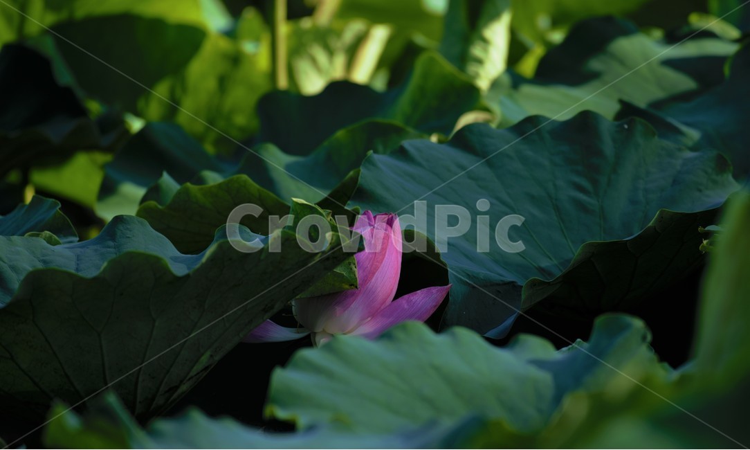 식물,연꽃,홍련,자연,꽃,식물,자연,plants,nature,꽃,flower